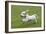 Basset Griffon Vendeen Young Dog Running-null-Framed Photographic Print