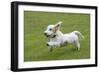 Basset Griffon Vendeen Young Dog Running-null-Framed Photographic Print