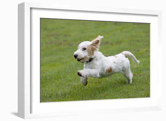 Basset Griffon Vendeen Young Dog Running-null-Framed Photographic Print