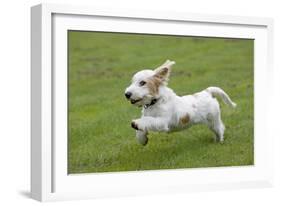 Basset Griffon Vendeen Young Dog Running-null-Framed Photographic Print