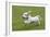 Basset Griffon Vendeen Young Dog Running-null-Framed Photographic Print