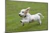 Basset Griffon Vendeen Young Dog Running-null-Mounted Photographic Print