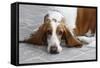 Basset Hound 03-Bob Langrish-Framed Stretched Canvas