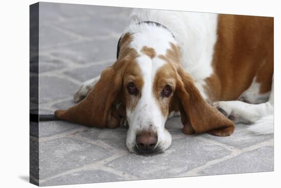 Basset Hound 03-Bob Langrish-Stretched Canvas