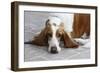 Basset Hound 03-Bob Langrish-Framed Photographic Print