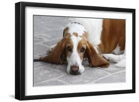 Basset Hound 03-Bob Langrish-Framed Photographic Print