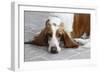 Basset Hound 03-Bob Langrish-Framed Photographic Print