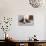 Basset Hound 03-Bob Langrish-Photographic Print displayed on a wall