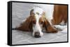 Basset Hound 03-Bob Langrish-Framed Stretched Canvas