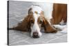 Basset Hound 03-Bob Langrish-Stretched Canvas