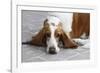 Basset Hound 03-Bob Langrish-Framed Photographic Print