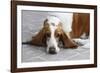 Basset Hound 03-Bob Langrish-Framed Photographic Print