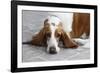 Basset Hound 03-Bob Langrish-Framed Photographic Print