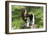 Basset Hound 30-Bob Langrish-Framed Photographic Print