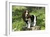 Basset Hound 30-Bob Langrish-Framed Photographic Print