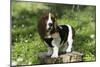 Basset Hound 30-Bob Langrish-Mounted Photographic Print