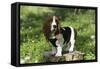 Basset Hound 30-Bob Langrish-Framed Stretched Canvas