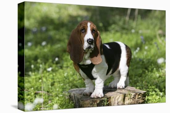 Basset Hound 30-Bob Langrish-Stretched Canvas