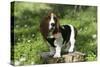 Basset Hound 30-Bob Langrish-Stretched Canvas