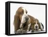 Basset Hound, Adult with Puppy-null-Framed Stretched Canvas