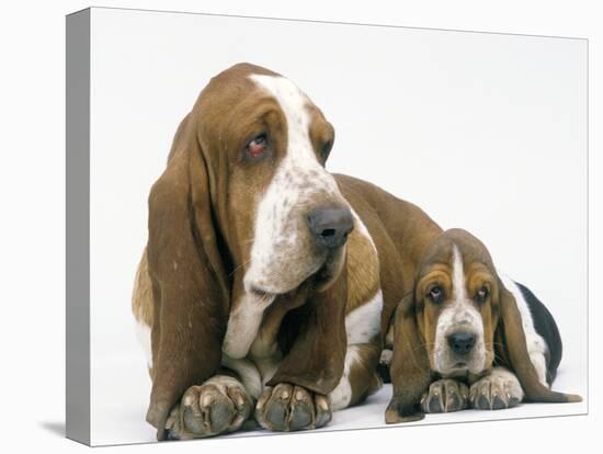 Basset Hound, Adult with Puppy-null-Stretched Canvas