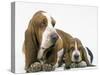 Basset Hound, Adult with Puppy-null-Stretched Canvas