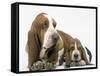 Basset Hound, Adult with Puppy-null-Framed Stretched Canvas