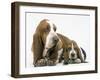 Basset Hound, Adult with Puppy-null-Framed Photographic Print