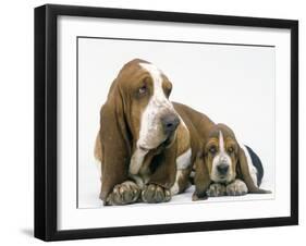 Basset Hound, Adult with Puppy-null-Framed Photographic Print