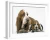 Basset Hound, Adult with Puppy-null-Framed Photographic Print