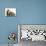 Basset Hound, Adult with Puppy-null-Mounted Photographic Print displayed on a wall