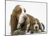 Basset Hound, Adult with Puppy-null-Mounted Photographic Print