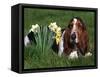 Basset Hound, Amongst Daffodils, USA-Lynn M. Stone-Framed Stretched Canvas