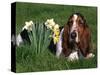 Basset Hound, Amongst Daffodils, USA-Lynn M. Stone-Stretched Canvas