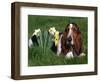 Basset Hound, Amongst Daffodils, USA-Lynn M. Stone-Framed Premium Photographic Print