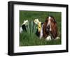 Basset Hound, Amongst Daffodils, USA-Lynn M. Stone-Framed Premium Photographic Print