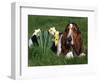 Basset Hound, Amongst Daffodils, USA-Lynn M. Stone-Framed Premium Photographic Print