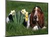 Basset Hound, Amongst Daffodils, USA-Lynn M. Stone-Mounted Premium Photographic Print