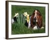 Basset Hound, Amongst Daffodils, USA-Lynn M. Stone-Framed Photographic Print