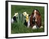 Basset Hound, Amongst Daffodils, USA-Lynn M. Stone-Framed Photographic Print