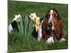 Basset Hound, Amongst Daffodils, USA-Lynn M. Stone-Mounted Photographic Print