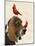 Basset Hound and Birds-Fab Funky-Mounted Art Print