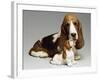 Basset Hound and Puppy-Sandra Brue-Framed Giclee Print