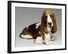 Basset Hound and Puppy-Sandra Brue-Framed Giclee Print
