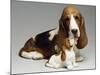 Basset Hound and Puppy-Sandra Brue-Mounted Giclee Print