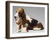 Basset Hound and Puppy-Sandro Nardini-Framed Giclee Print