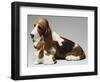 Basset Hound and Puppy-Sandro Nardini-Framed Giclee Print