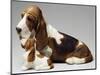 Basset Hound and Puppy-Sandro Nardini-Mounted Giclee Print