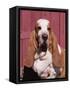Basset Hound Breed, USA, North America-Lynn M. Stone-Framed Stretched Canvas