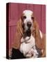 Basset Hound Breed, USA, North America-Lynn M. Stone-Stretched Canvas